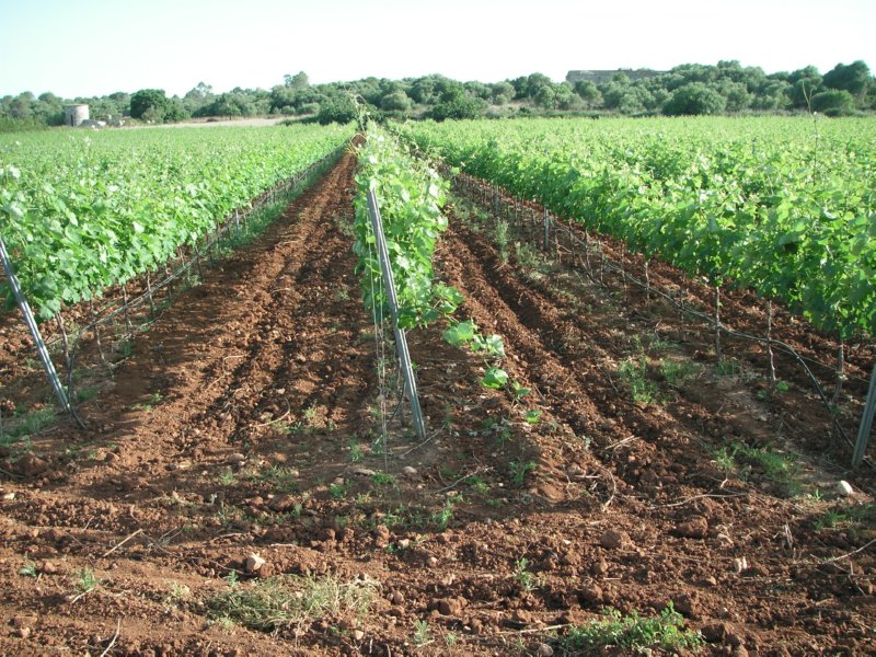 campo (16)  FOTOS IMAGENES